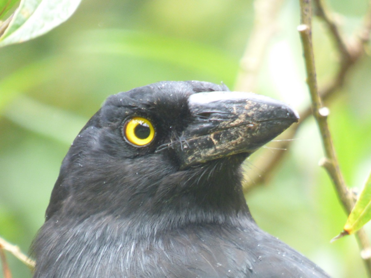 Pied Currawong - ML490543261