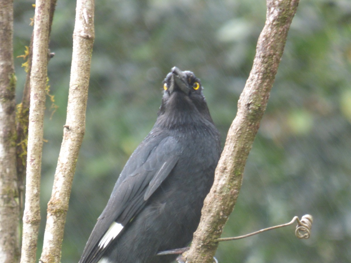 Pied Currawong - ML490543271