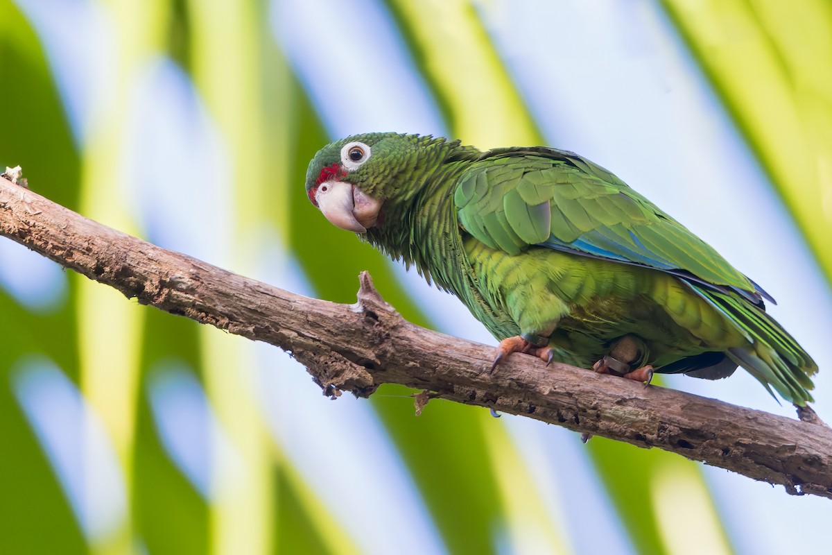 Puerto Rican Parrot - Dubi Shapiro