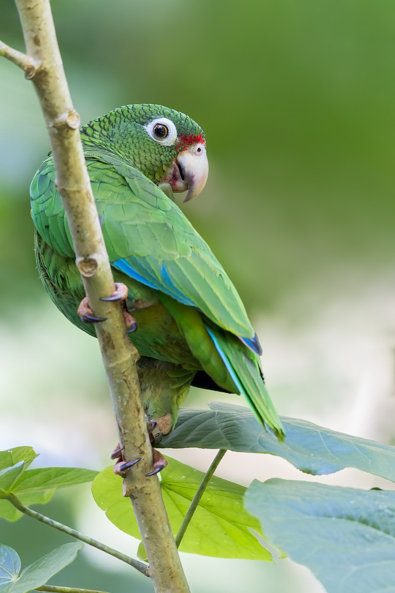 Puerto Rican Parrot - ML490544671