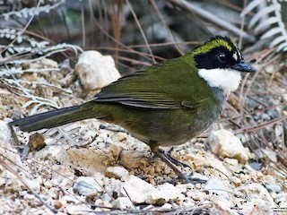  - Green-striped Brushfinch