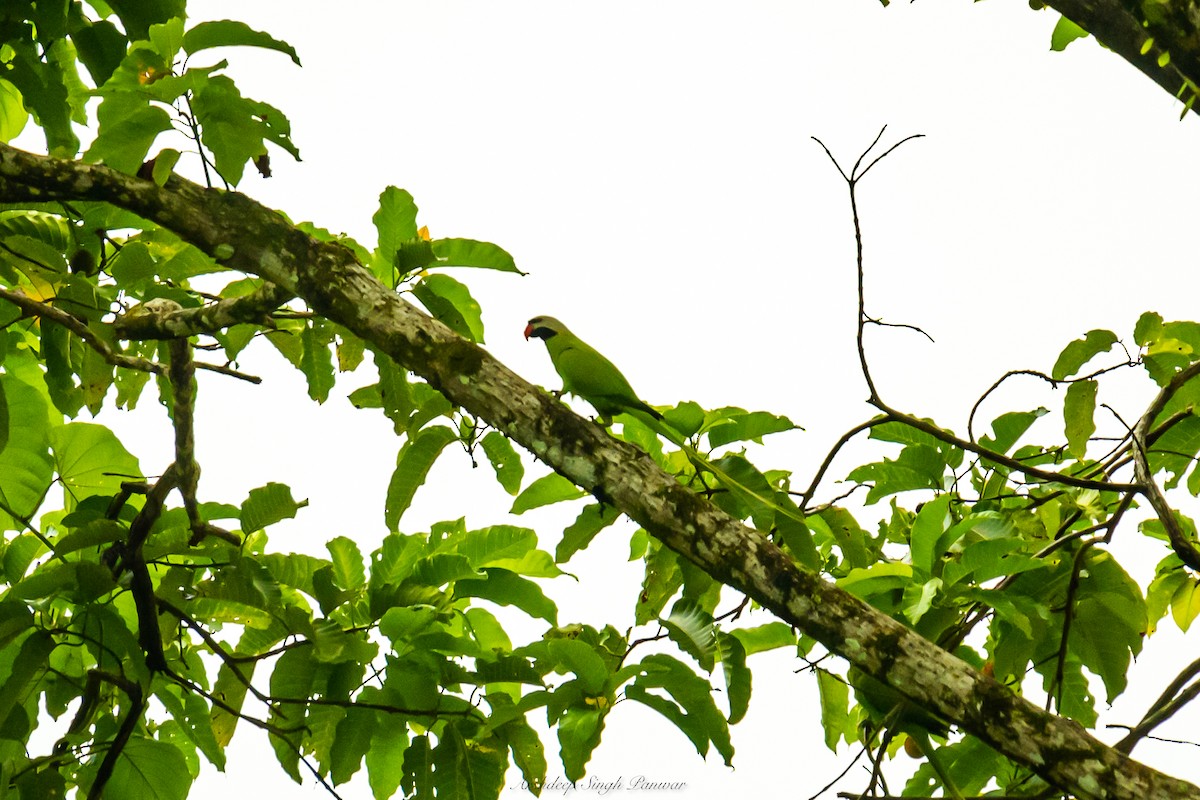 Nikobar Yeşil Papağanı - ML490546831
