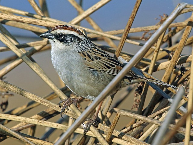 Adult - Striped Sparrow - 