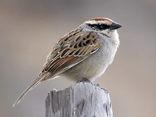  - Striped Sparrow