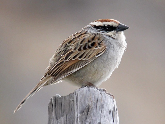Adult - Striped Sparrow - 