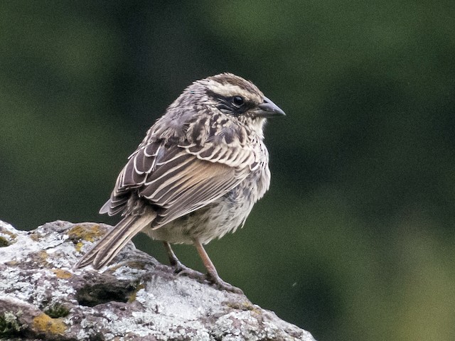 Juvenile - Striped Sparrow - 