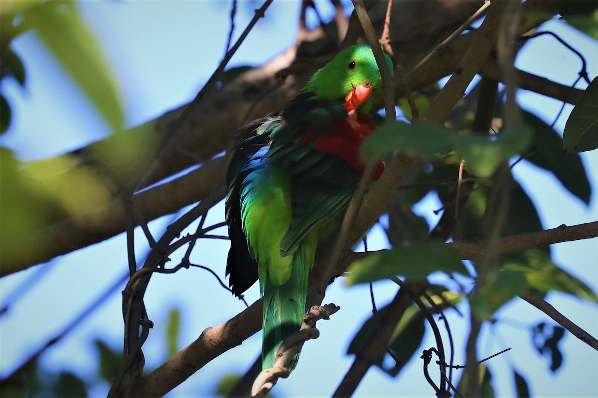 Red-winged Parrot - ML490551081