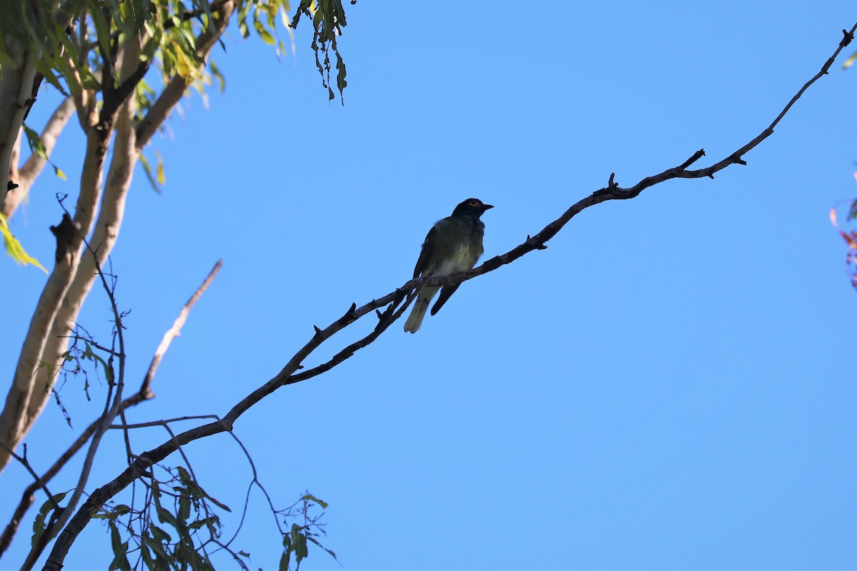 Australasian Figbird - ML490551251