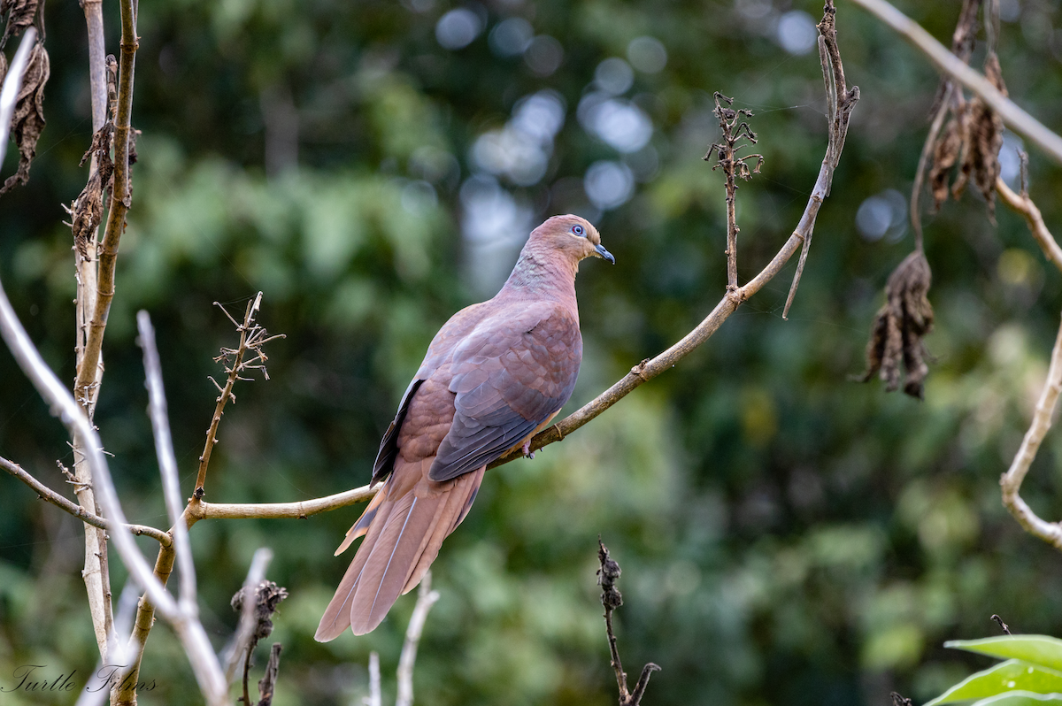 Brown Cuckoo-Dove - ML490557371