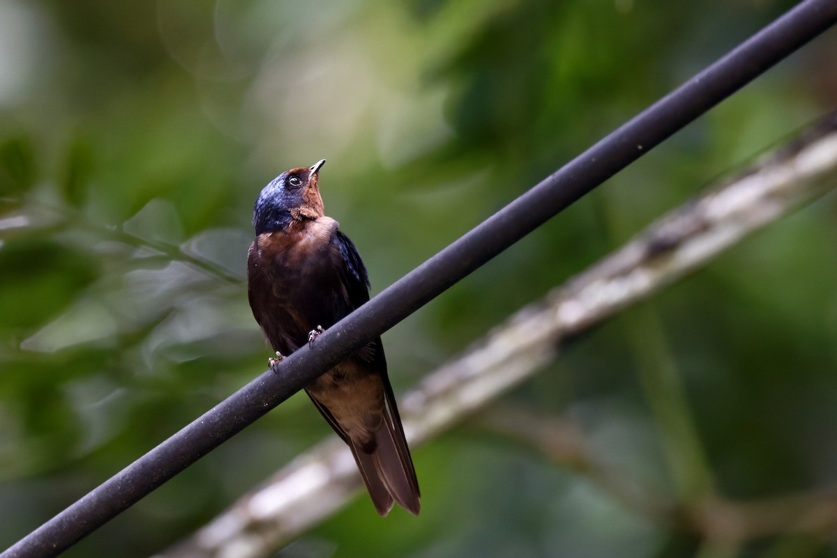 Pacific Swallow - ML490557761