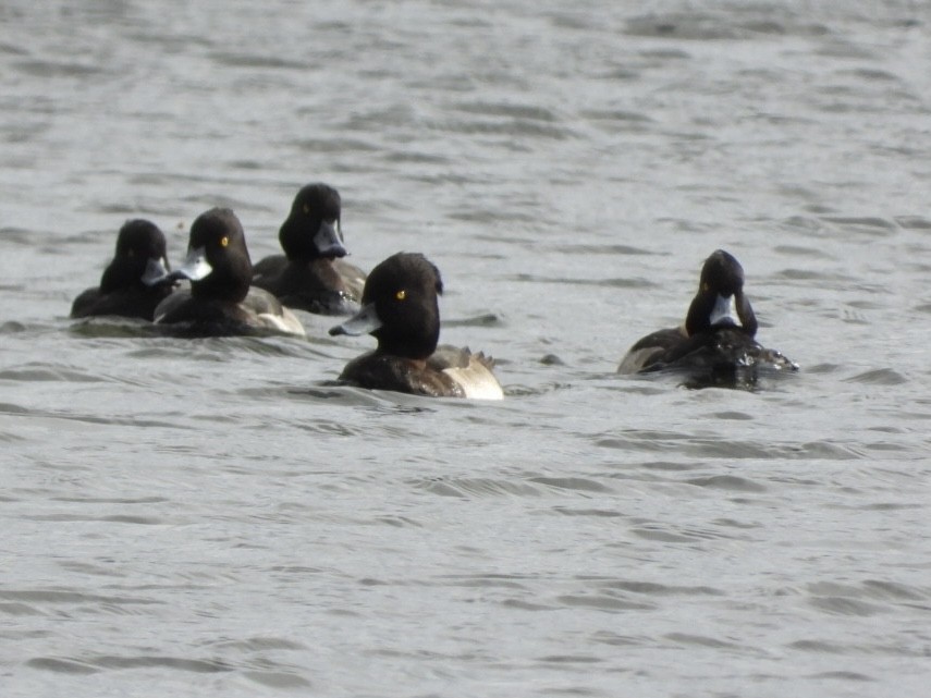 Tufted Duck - ML490558951