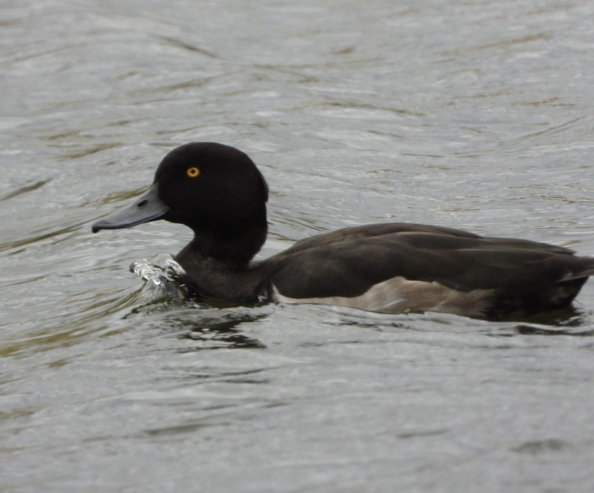 Tufted Duck - ML490558971