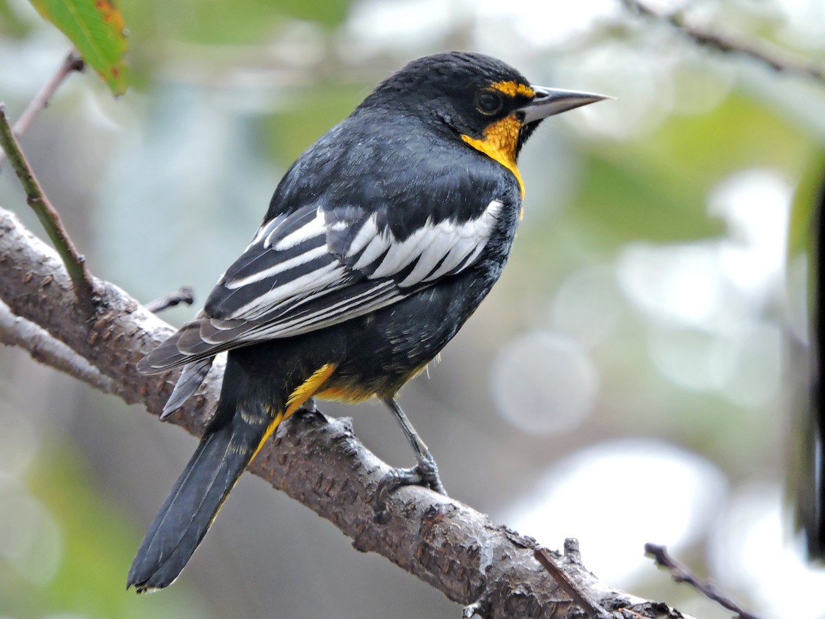 Bullock's Oriole - eBird