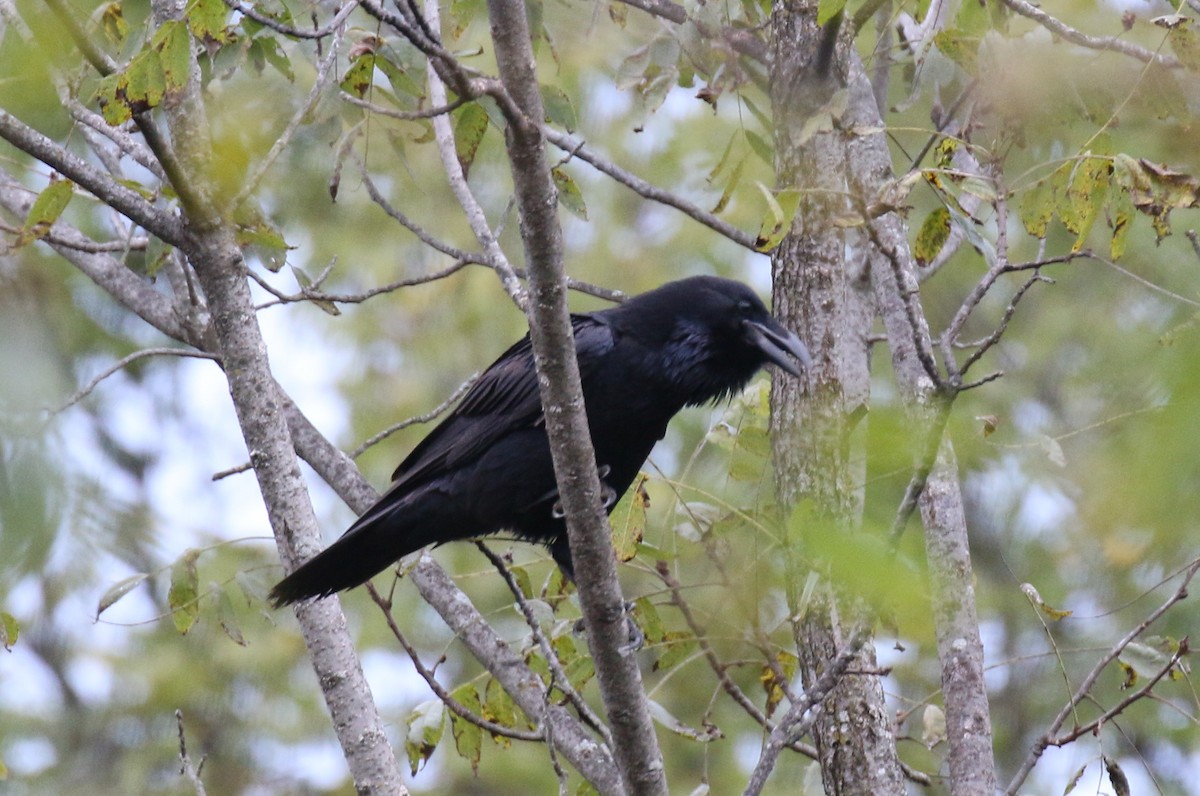 Common Raven - ML490559891