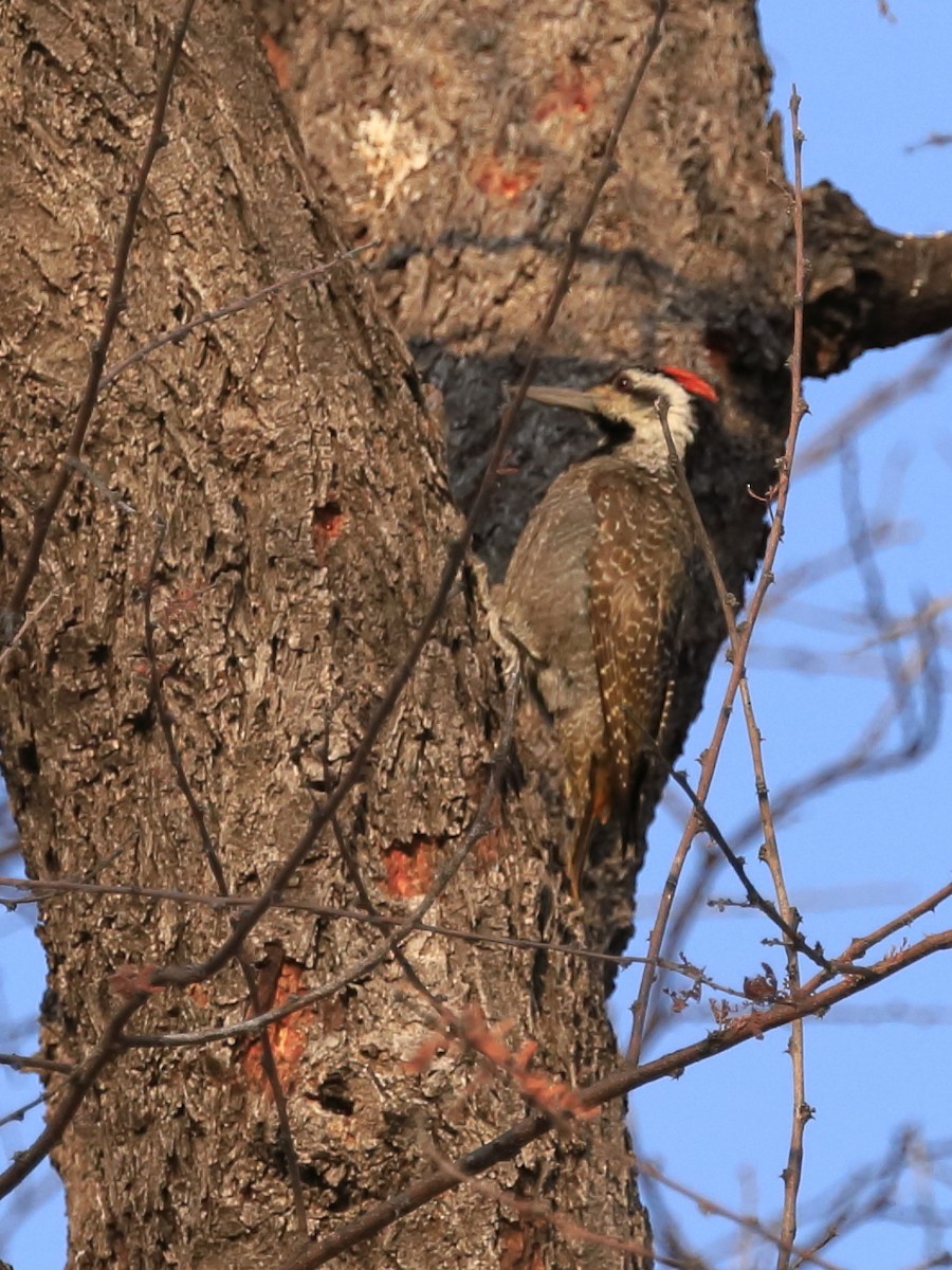 Bearded Woodpecker - Phil Stouffer