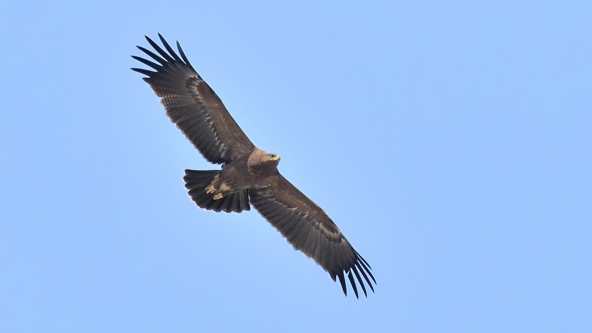 Lesser Spotted Eagle - ML490568651