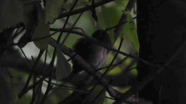 Çıtkuşu (indigenus) - ML490575621