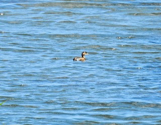 Little Grebe, ML490575771