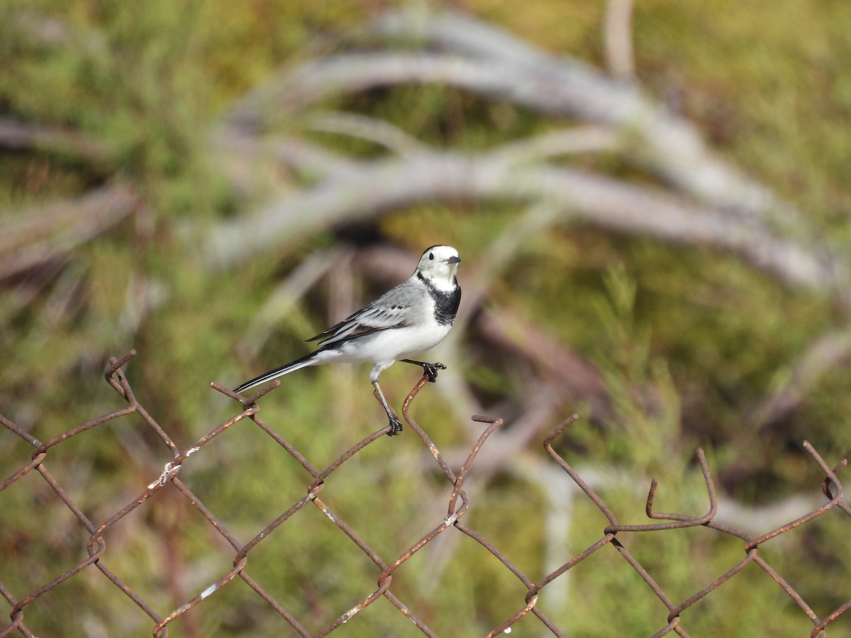 White Wagtail - Michelle Bélanger
