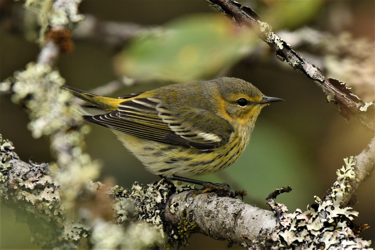 Cape May Warbler - ML490583281