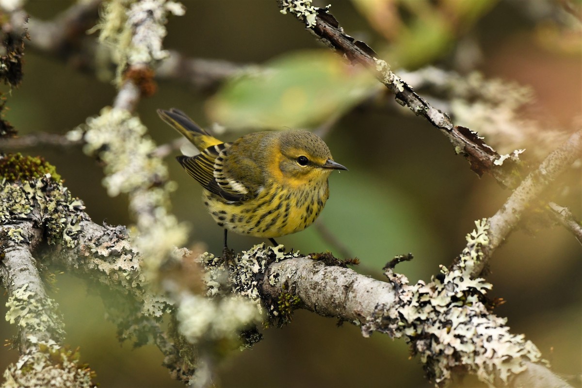 Cape May Warbler - ML490583371