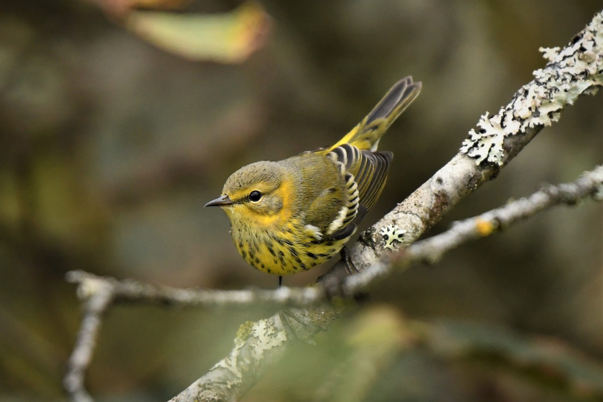 Cape May Warbler - ML490583431