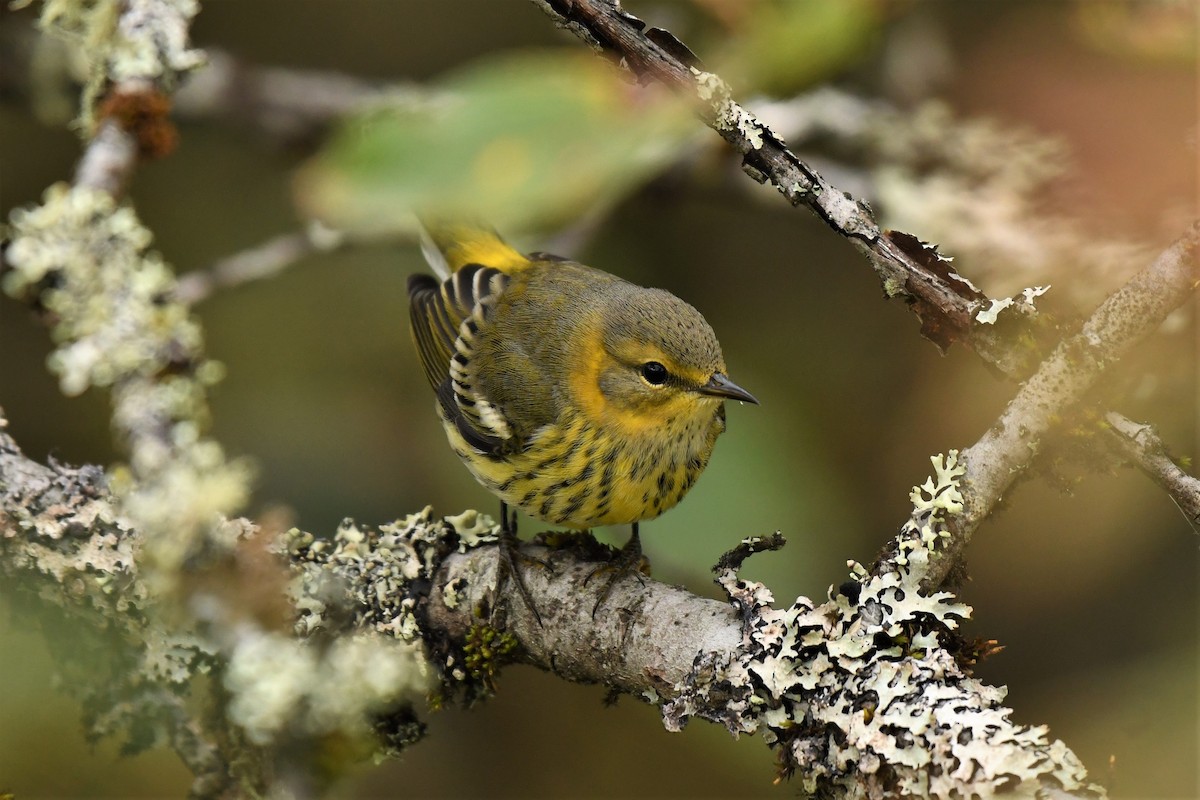Cape May Warbler - ML490583451