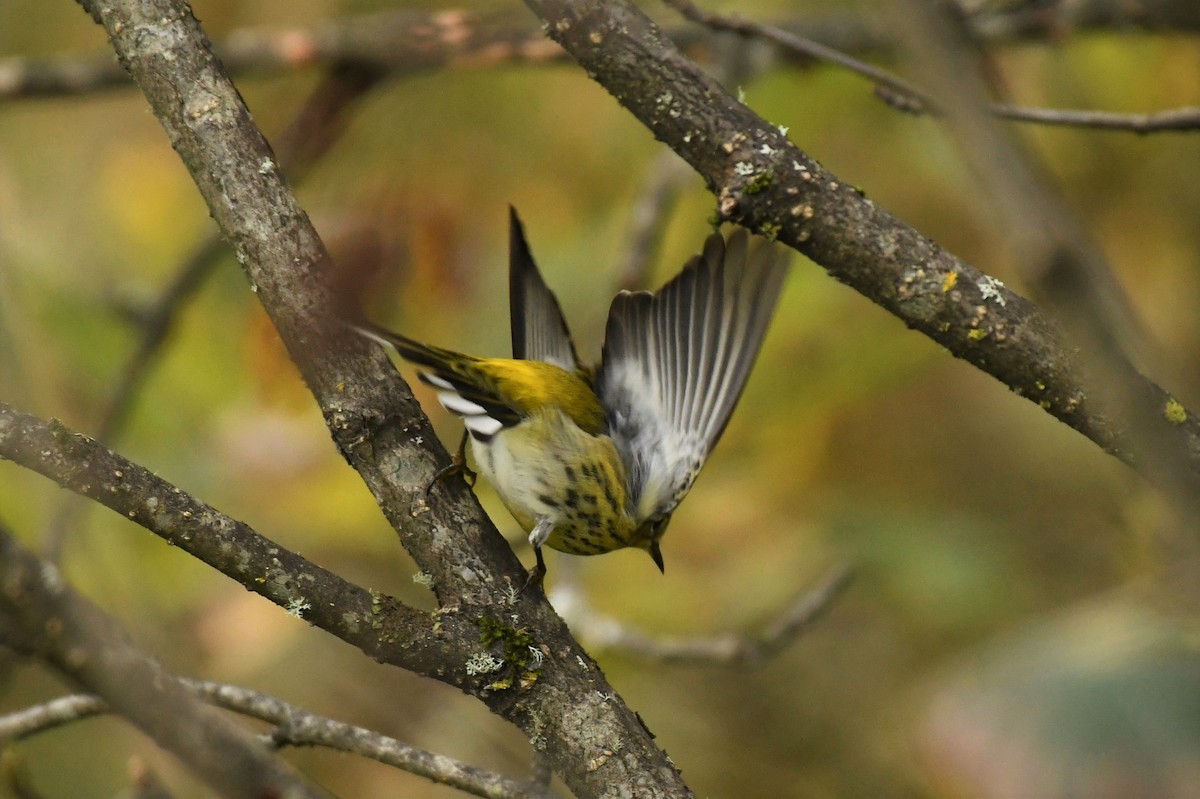 Cape May Warbler - ML490583541
