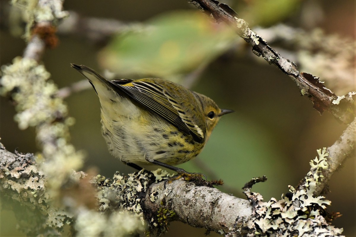 Cape May Warbler - ML490583551