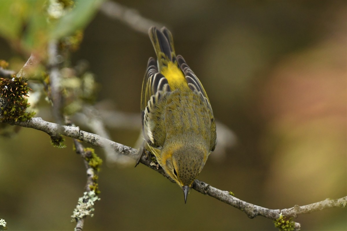 Cape May Warbler - ML490583561