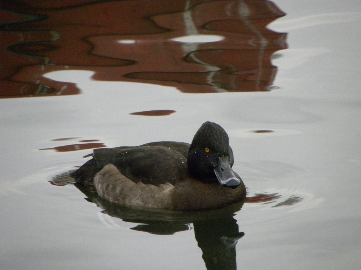 Tufted Duck - ML490585131