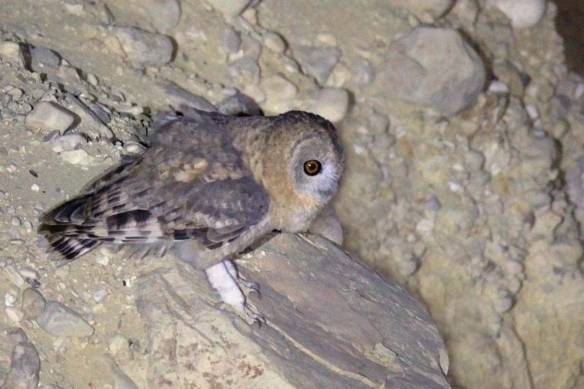 Desert Owl - ML490586561