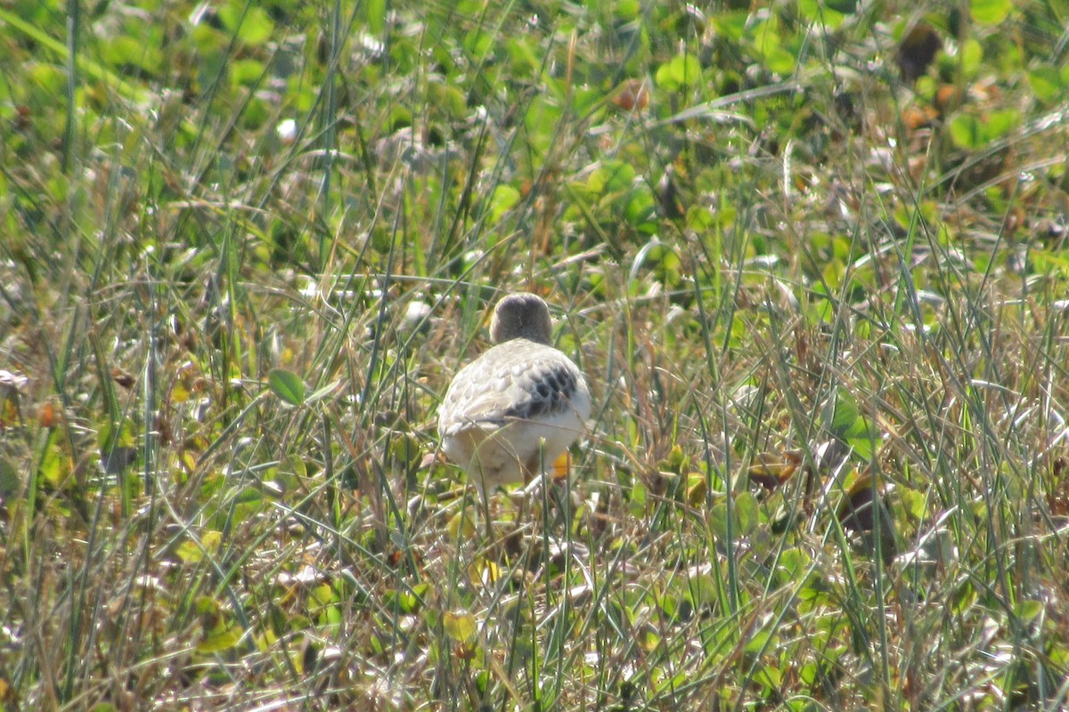 eBird Checklist 5 Oct 2022 Louisville Landfill (restricted access