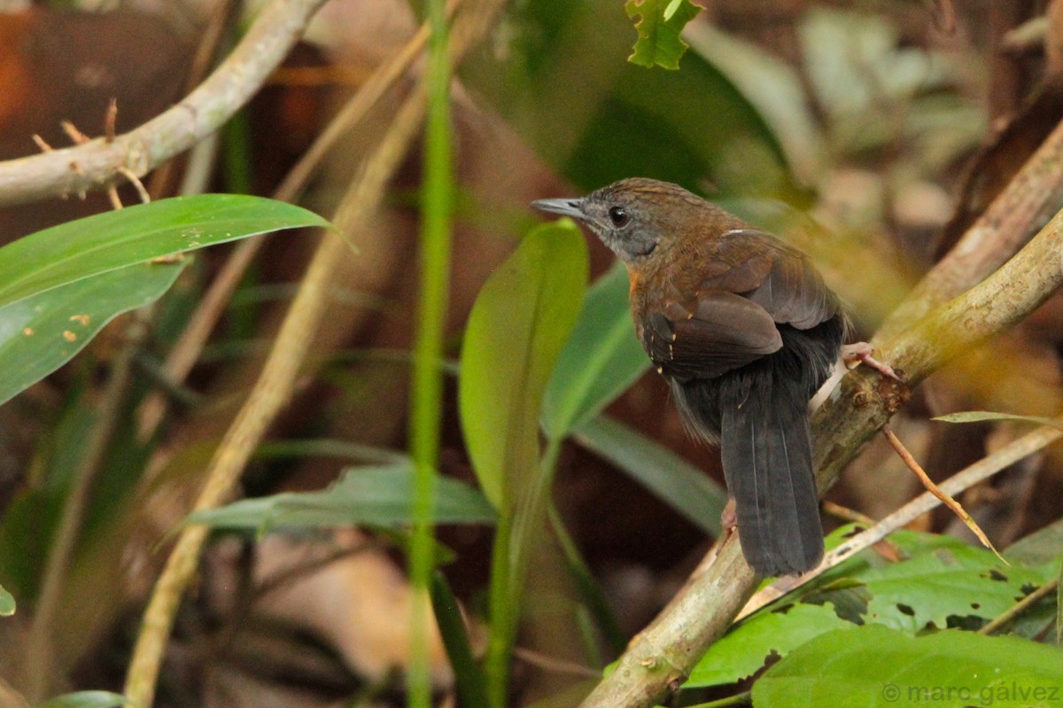 Black-throated Antbird - ML49059201