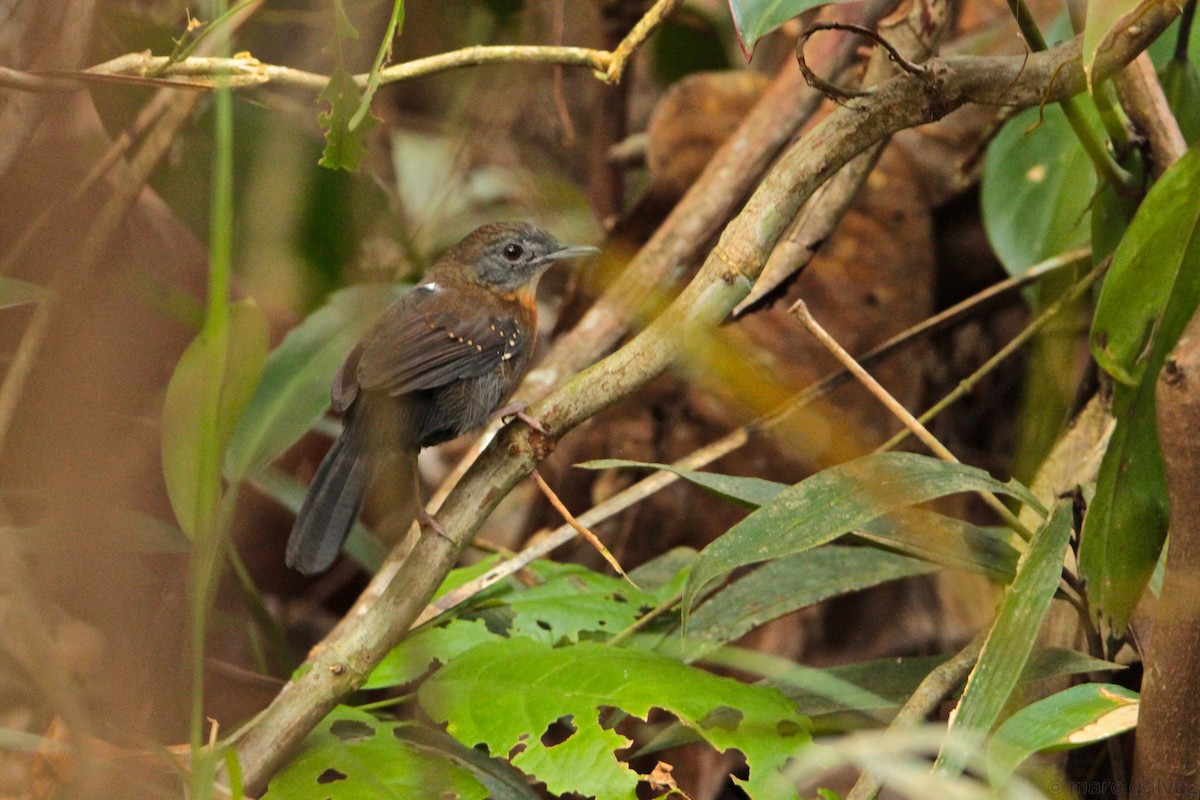 Black-throated Antbird - ML49059261