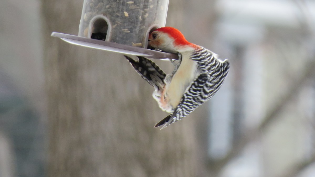 Red-bellied Woodpecker - Monique Groulx