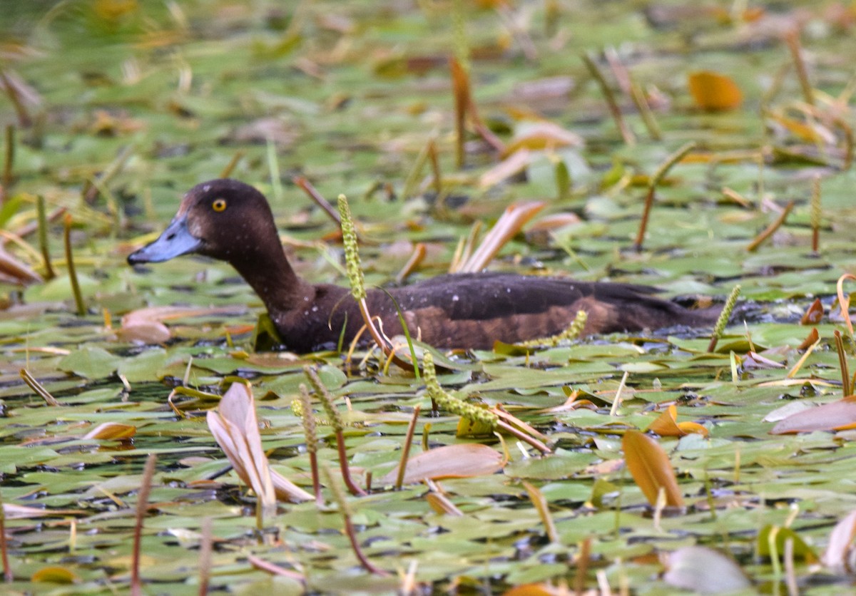 Tufted Duck - ML490605801