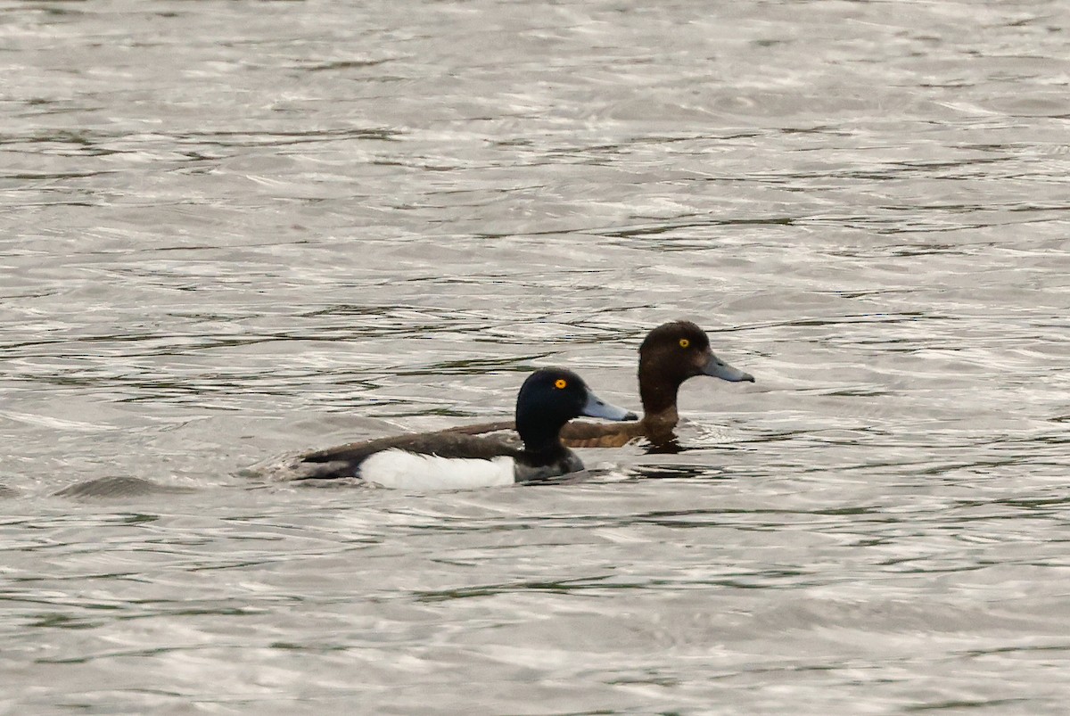 Tufted Duck - ML490608481