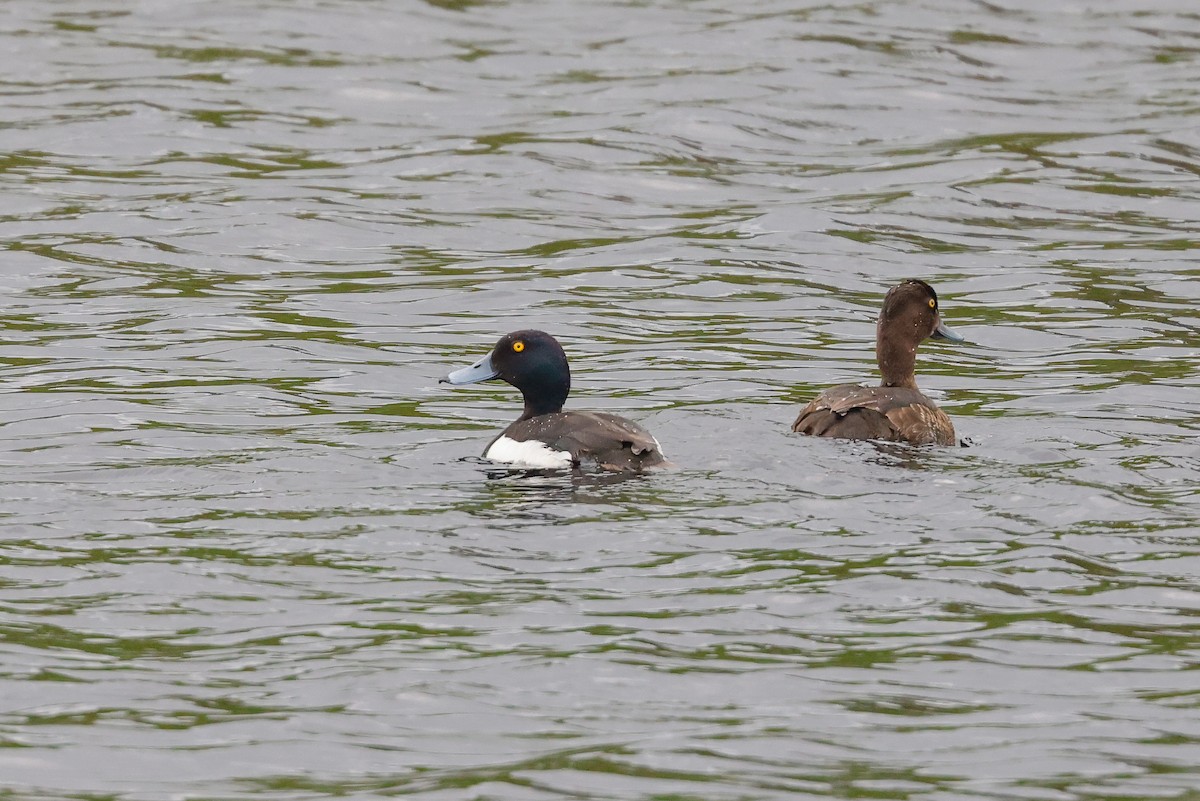 Tufted Duck - ML490608501