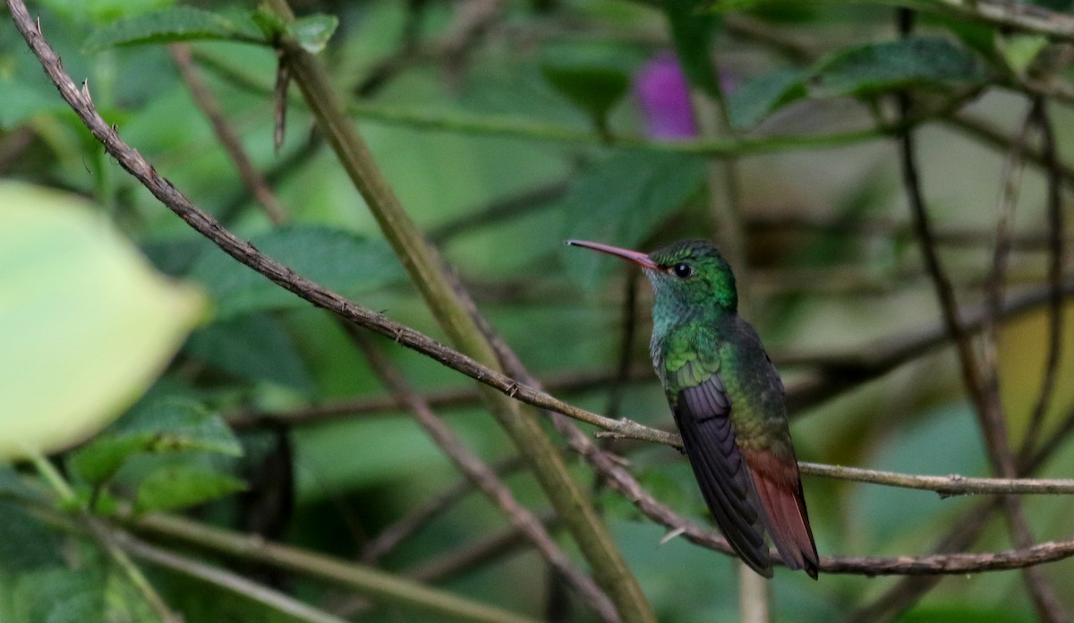 Rufous-tailed Hummingbird (Rufous-tailed) - ML49060911
