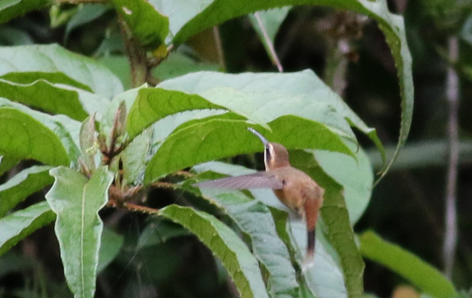 Пестрогорлый колибри-отшельник - ML49061001