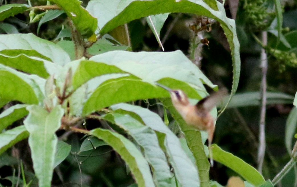 Пестрогорлый колибри-отшельник - ML49061011