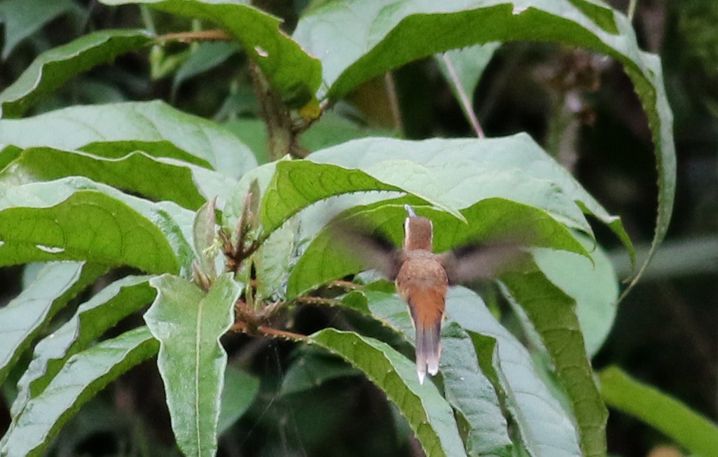 Пестрогорлый колибри-отшельник - ML49061021