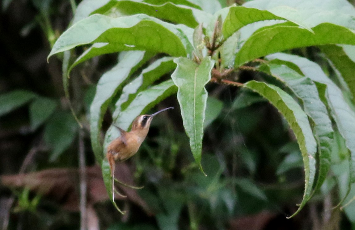 Пестрогорлый колибри-отшельник - ML49061031
