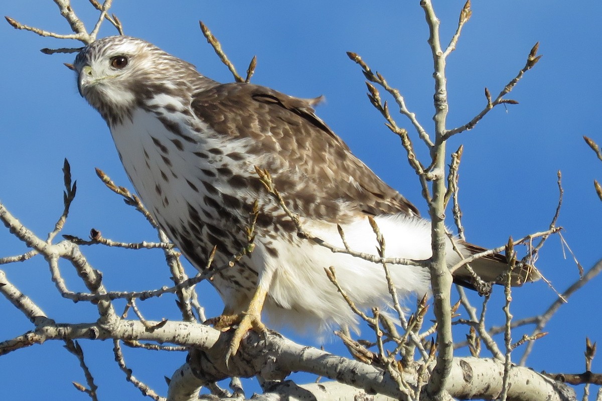 Red-tailed Hawk - ML49061371