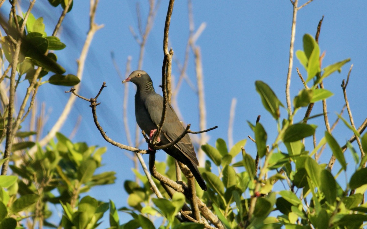 White-crowned Pigeon - ML490615201