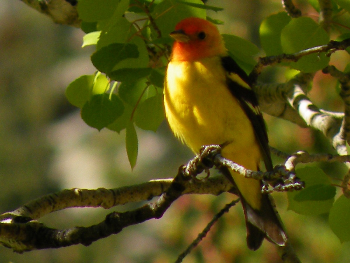 Western Tanager - ML490615991