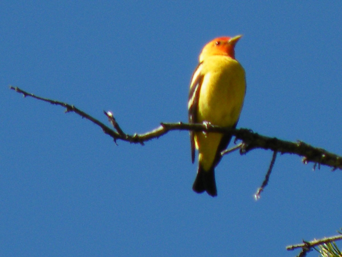 Western Tanager - ML490616001