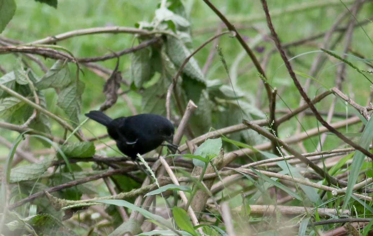 Thick-billed Seed-Finch - ML49061901