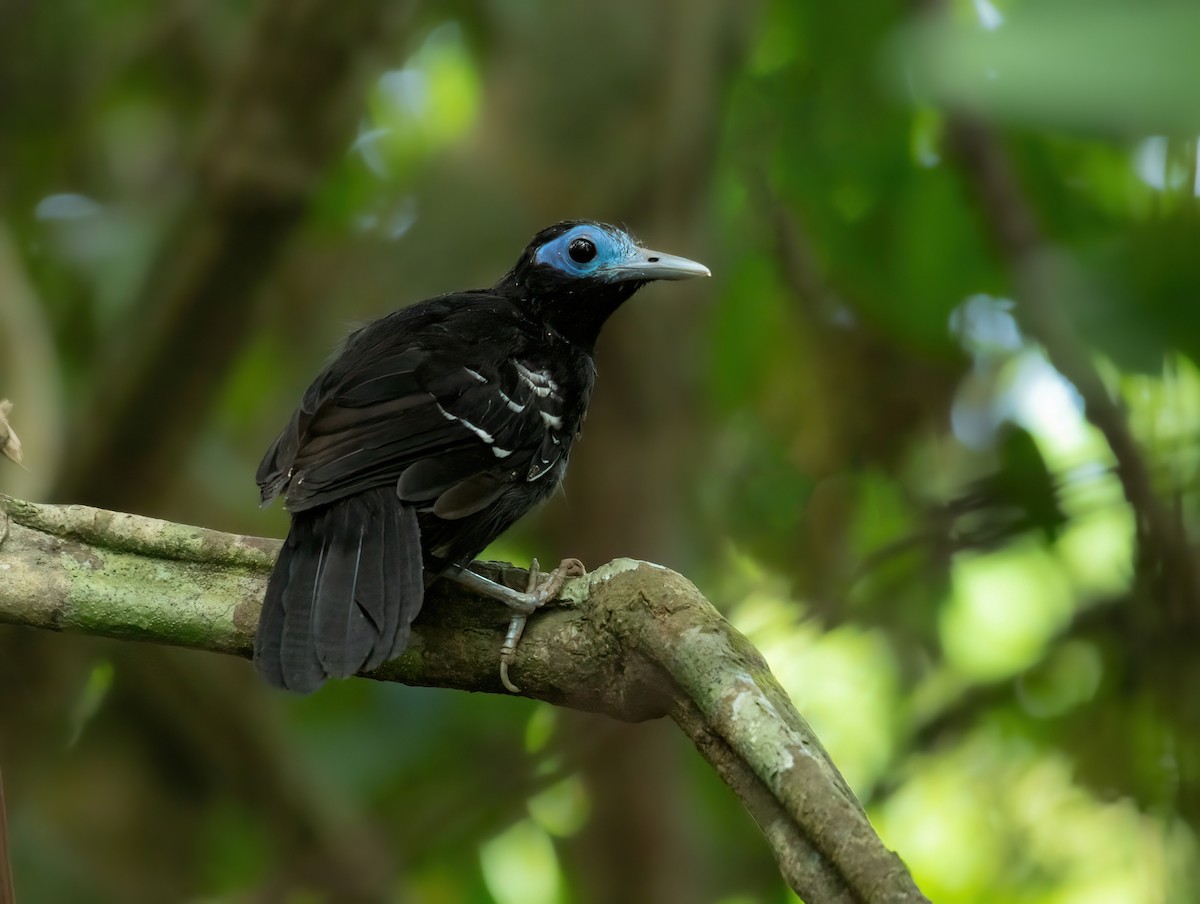 Bare-crowned Antbird - ML490619541